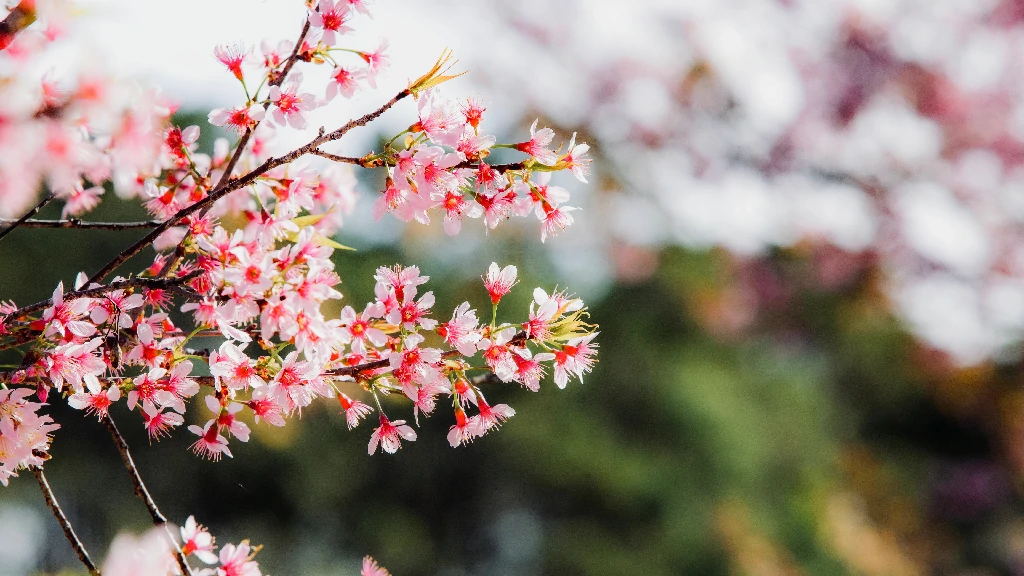 Lịch nở hoa anh đào Nhật Bản theo từng tỉnh thành