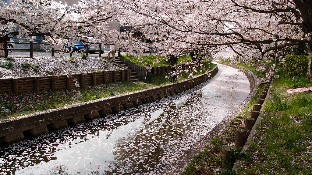 Du khách thưởng ngoạn văn hóa ngắm hoa Hanami
