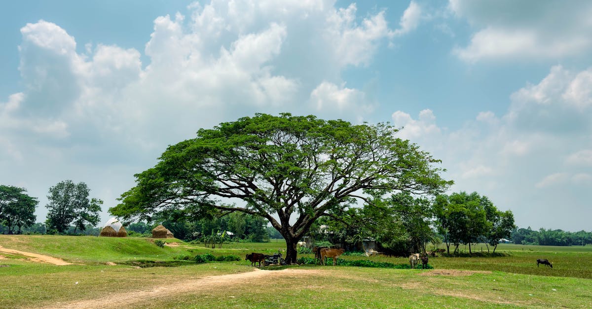 Cảnh quan Bangladesh