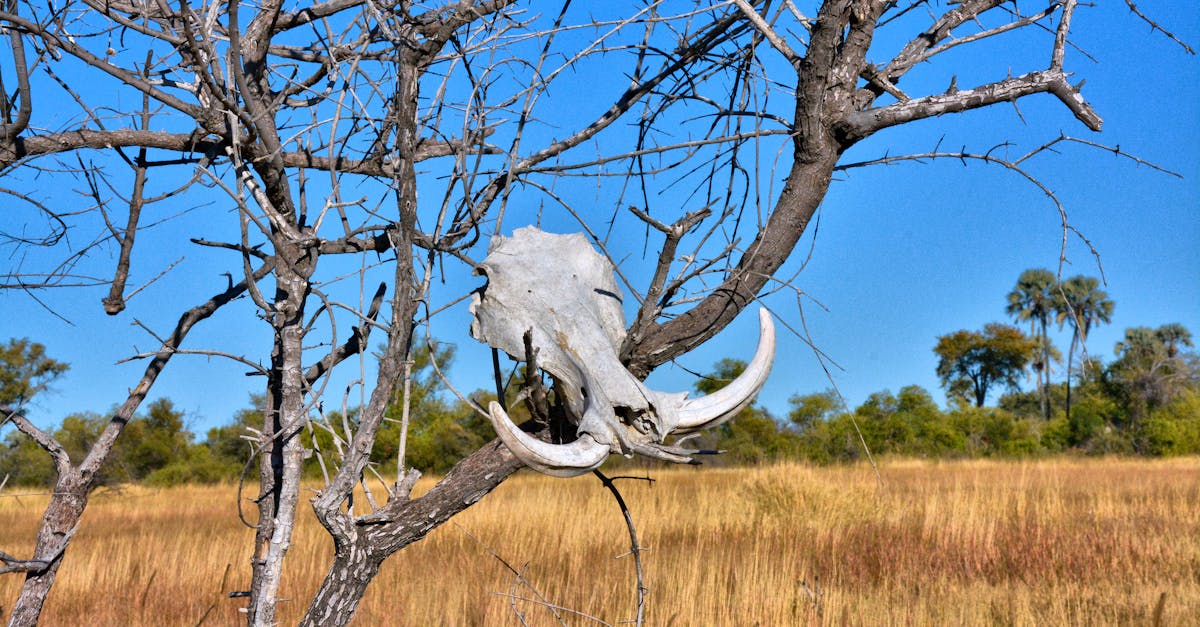 Cảnh quan Botswana