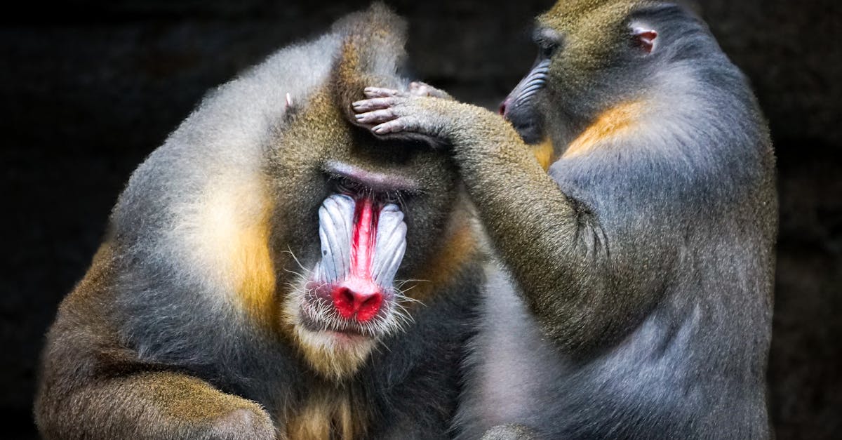 Cảnh quan Gabon