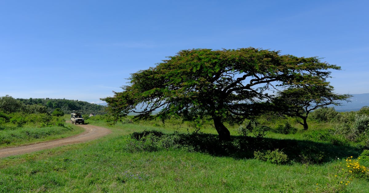 Cảnh quan Kenya