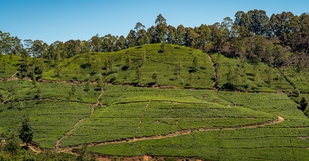 Cảnh quan Sri Lanka