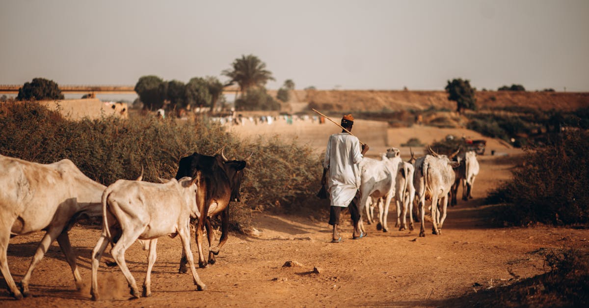 Cảnh quan Niger